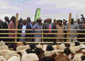 DP William Ruto Carries Sh10 Million in a Bag to Kajiado Goat Auction 