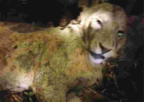 Bizarre: Cow Strangles Lion to Death in Kenya