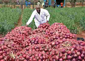 Meet Rev. Joseph Oloimooja, a Kenyan Man in the US who is Reaping Big Profits from His Onion Farm in Kenya