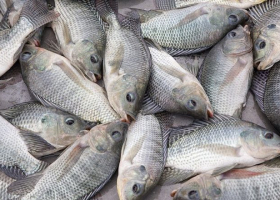 Kenyan Gov't Suspends Ban Imposed on Chinese Fish