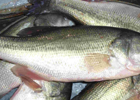 Lab Tests Find Chinese Fish in Kenyan Market Contain Toxic Metals Including Mercury