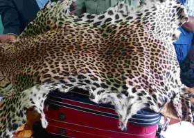 Three Chinese Nationals Arrested in Nairobi with Large Quantities of Dog Meat