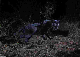 'Black Panther' Spotted in Kenya for the First Time in 100 Years