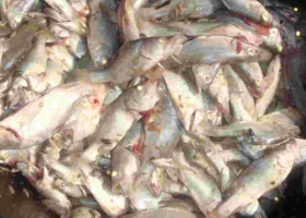 Kenya Gov't Makes U-turn, Lifts Ban on Imported Chinese Fish