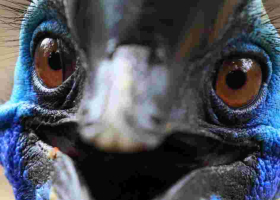 Man Killed by 'World's Deadliest Bird' He Kept as Pet in His Backyard