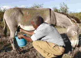 Kenyan Man Makes a Killing from Selling Donkey Milk at Sh200 Per Liter