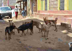 Lobby Group Opposes Plan to Kill 50,000 Stray Dogs Roaming in Nairobi