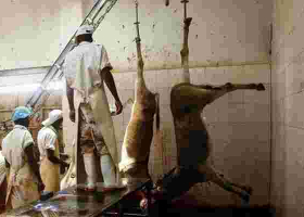 Study Shows 1,000 Donkeys are Slaughtered Daily in Kenya; Warns the Animals will be Wiped Out by 2023