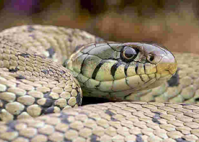 Nigerian MPs Scamper for Safety as Huge Snake Invades Parliament