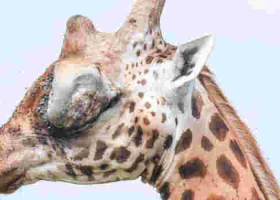 Kenyan Officials Swing into Action after Public Outcry over Giraffe with Huge Eye Tumor