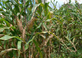 Drunken Sex at Maize Plantation Turns Tragic as Kenyan Man Collapses, Dies