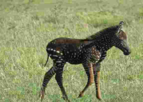 PHOTOS: Rare-Colored Zebra Foal Sighted in Kenya