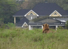 [PHOTOS] Fear after Pride of Lions from Nairobi National Park is Spotted Near Residential Estates