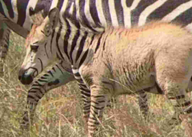 Another Rare Zebra Sighted in the Maasai Mara