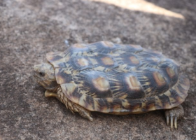  Critically Endangered Pancake Tortoise Discovered in Northern Kenya