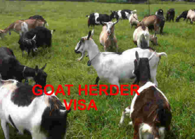 USCIS Proposes Change in H-2A Goat/Sheep Herders Visa Petitions