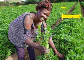 Meet Regina Mungai, a Diaspora Returnee Making a Fortune from Herbs Farming 
