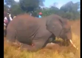 Uproar as Video of Armed Men Brutally Hacking Elephant to Death Emerges Online