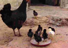 Bizarre: Chicken Startles 6-Month-Old Baby to Death in Kenya
