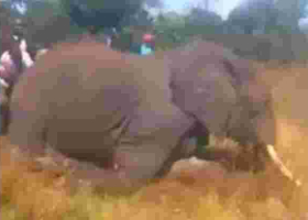 Kenyan Man who Brutally Hacked Elephant to Death in Viral Video Arrested