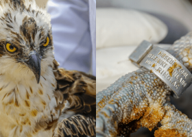 Migratory Bird That Flew 6,900Km from Finland to Kenya Dies in Nairobi