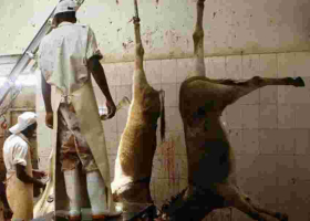 Gov’t Orders Shutdown of Donkey Slaughterhouses in Kenya