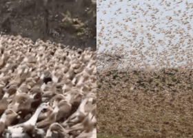 Lesson for Kenya? China Dispatches 100,000 Ducks Ahead of Impending Locust Invasion