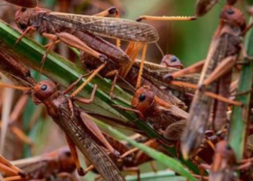 Locust Invasion is God’s Punishment on Kenya over Homosexuality, Kikuyu Elders Say