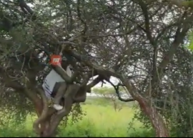 [VIDEO] Pastor James Ng'ang'a Prays on Top of Tree in the Wilderness 
