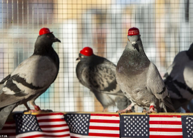 Pigeons with 'Make America Great Again' Hats Glued to their heads Released in Las Vegas
