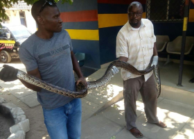 Kenyan Man Busted Trafficking Python Fined Sh2 Million Or Else Serve a Two-Year Prison Term