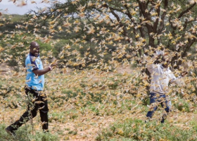 Kenya to Receive Funding from the US to Fight Locust Menace
