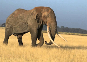 Tim, Africa's Largest Elephant,  Dies in Kenya at Age 50