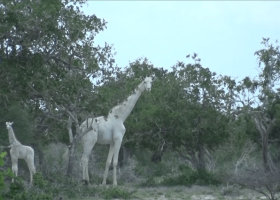 World’s Only Female White Giraffe, Calf Killed by Poachers in Kenya