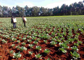 Ruto Denies Working on His Cabbage Farm as Uhuru Fights Covid-19