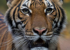 Tiger Tests Positive for Coronavirus in the US 