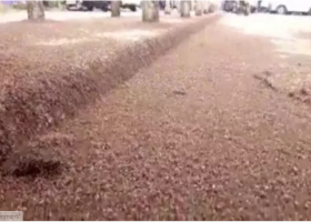 Residents Flee to Safety as Swarms of 'Nairobi Fly' Invade Kenyan Town [VIDEO]