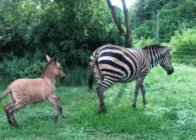 Zebra Gives Birth to a Zonkey in Kenya After Mating with Donkey