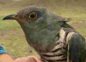 Migratory Bird Flies over 5,000Kms from Kenya to China in 5 Days