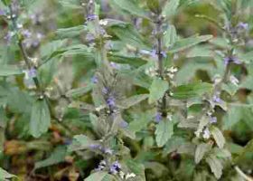 Kenyan Scientists Test Efficacy of Popular Herb 'Wanjiru wa Rurii' in Treating Covid-19