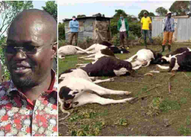 MP Johanna Ngeno Loses over Sh4 Million After 22 Cows Consume Imported Poisonous Feeds, Die 