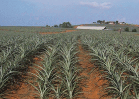 US Offers to Build Sh3 Billion Hospital on Murang'a Land Ceded By Del Monte