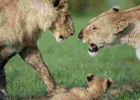 Kenyans Angered by KWS for Implanting Contraceptives on Lionesses