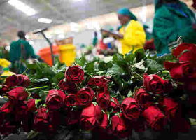 UK Topples US, Netherlands to Become 3rd Largest Buyer of Kenyan Products