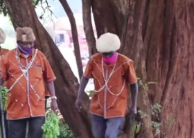 Kikuyu Elders Beg Trees to Accept Being Cut to Pave Way for Road Construction
