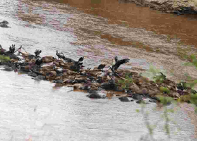Over 300 Wildebeests Drown in Mara River During the Great Migration 