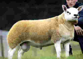 World's Most Expensive Sheep Fetches $490,000 
