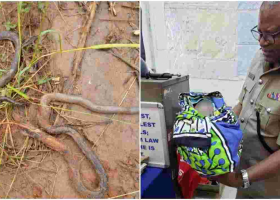 Newborn Baby Rescued Alive After Mother Dumped Him in Snake-Infested Septic Tank