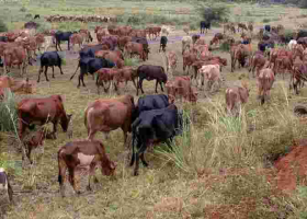 Teenager Thwarts 74-Year-Old Father's Marriage to Fourth Wife as He Flees with 17 Cows Meant for Dowry