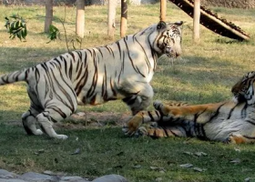 Uganda Imports Two Tigers from South Africa in Exchange for 25 Monkeys